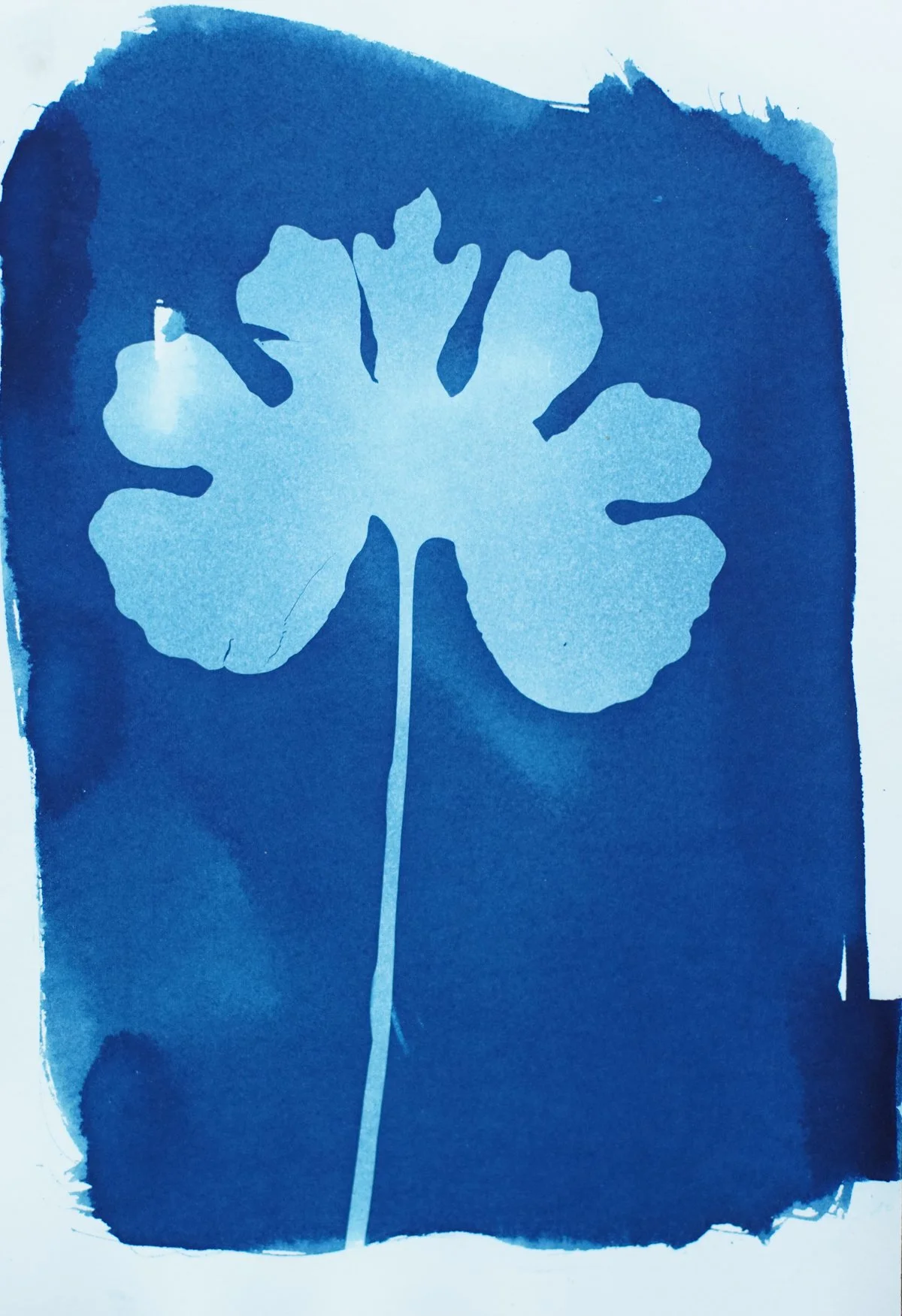 7x10.25_cyanotype_bloodroot-09435.jpg