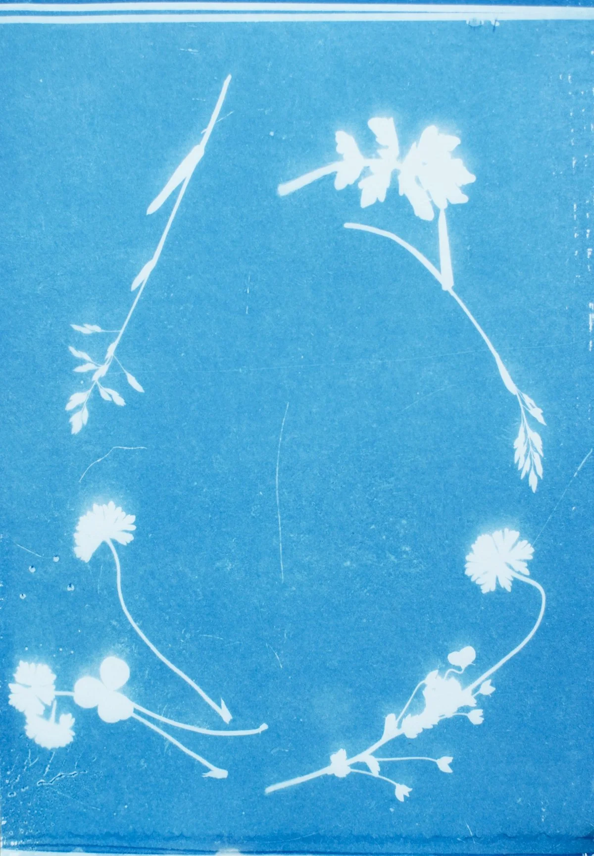 7x10.25_cyanotype_garland two-09434.jpg