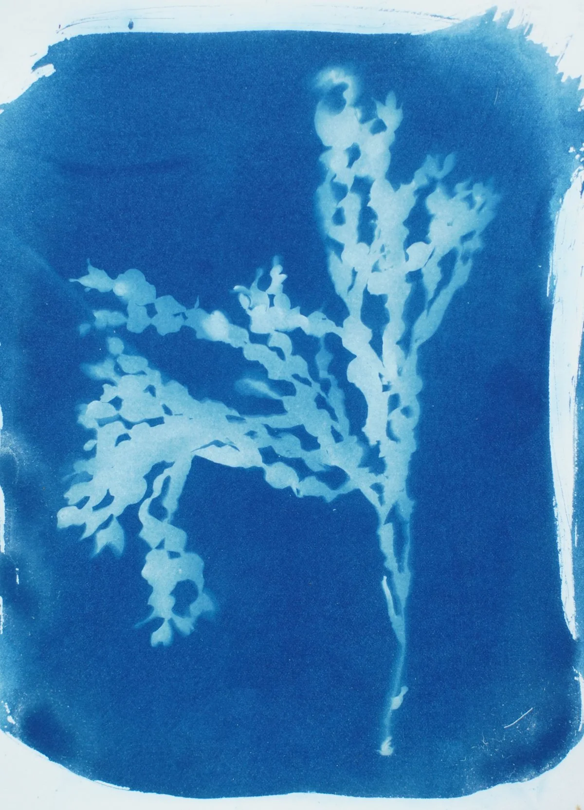 7x10.25_cyanotype_seaweed-09437.jpg