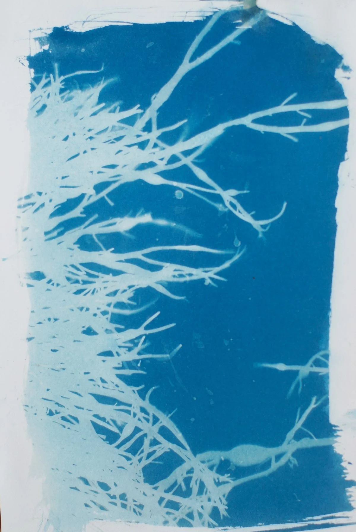 7x10.25_cyanotype_watery seaweed-09436.jpg