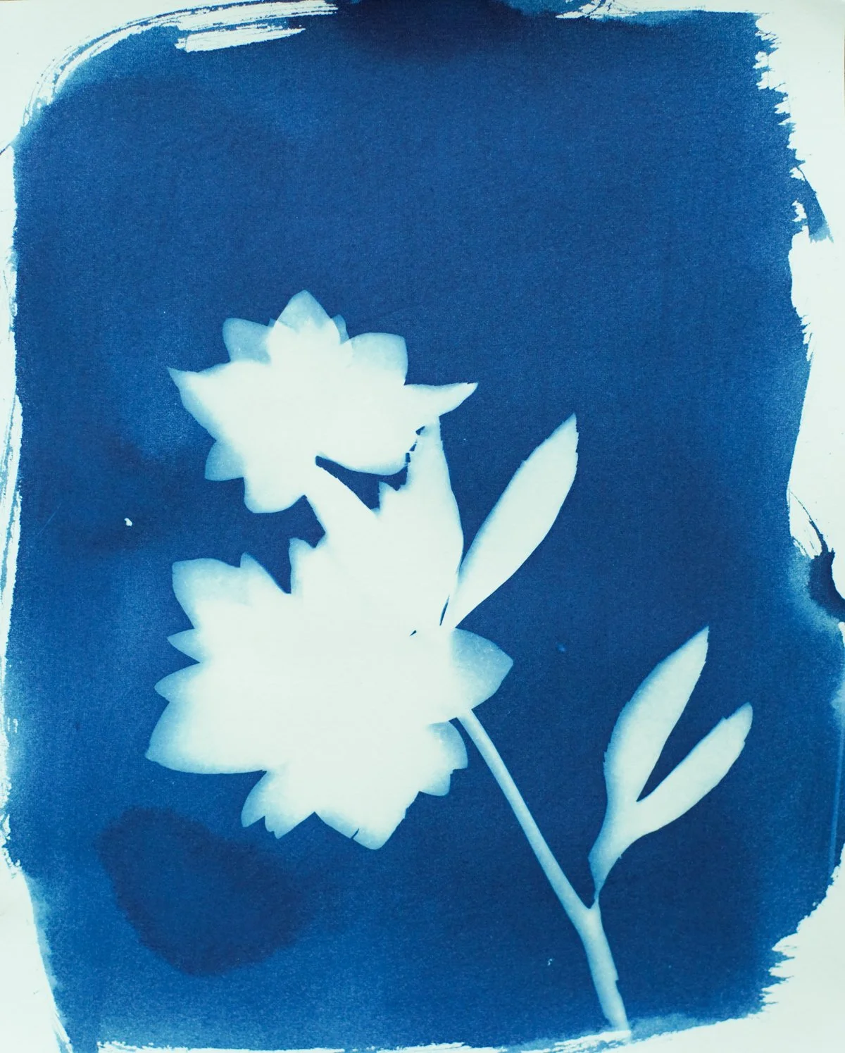 8x10_cyanotype_hellebore-09386.jpg