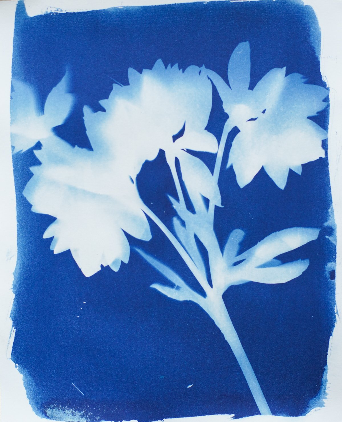 8x10_cyanotype_hellebore-09388.jpg