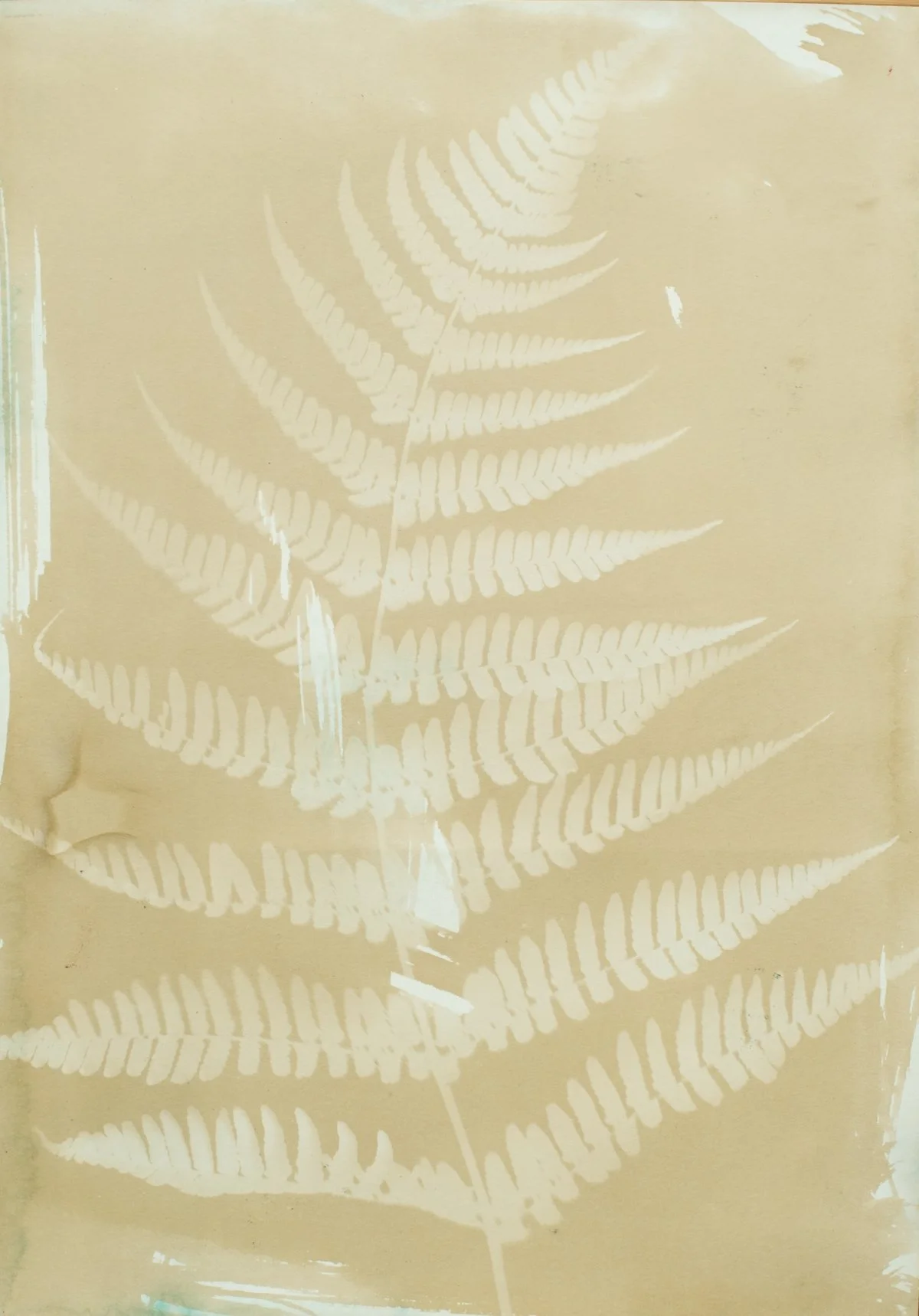 10.25x14_sepia_fern-09411.jpg