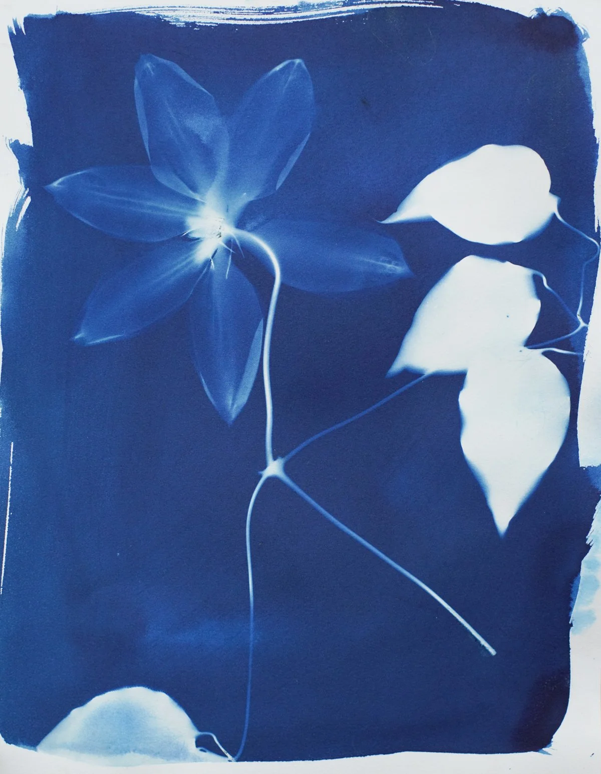 11x14_cyanotype_clematis-09360.jpg