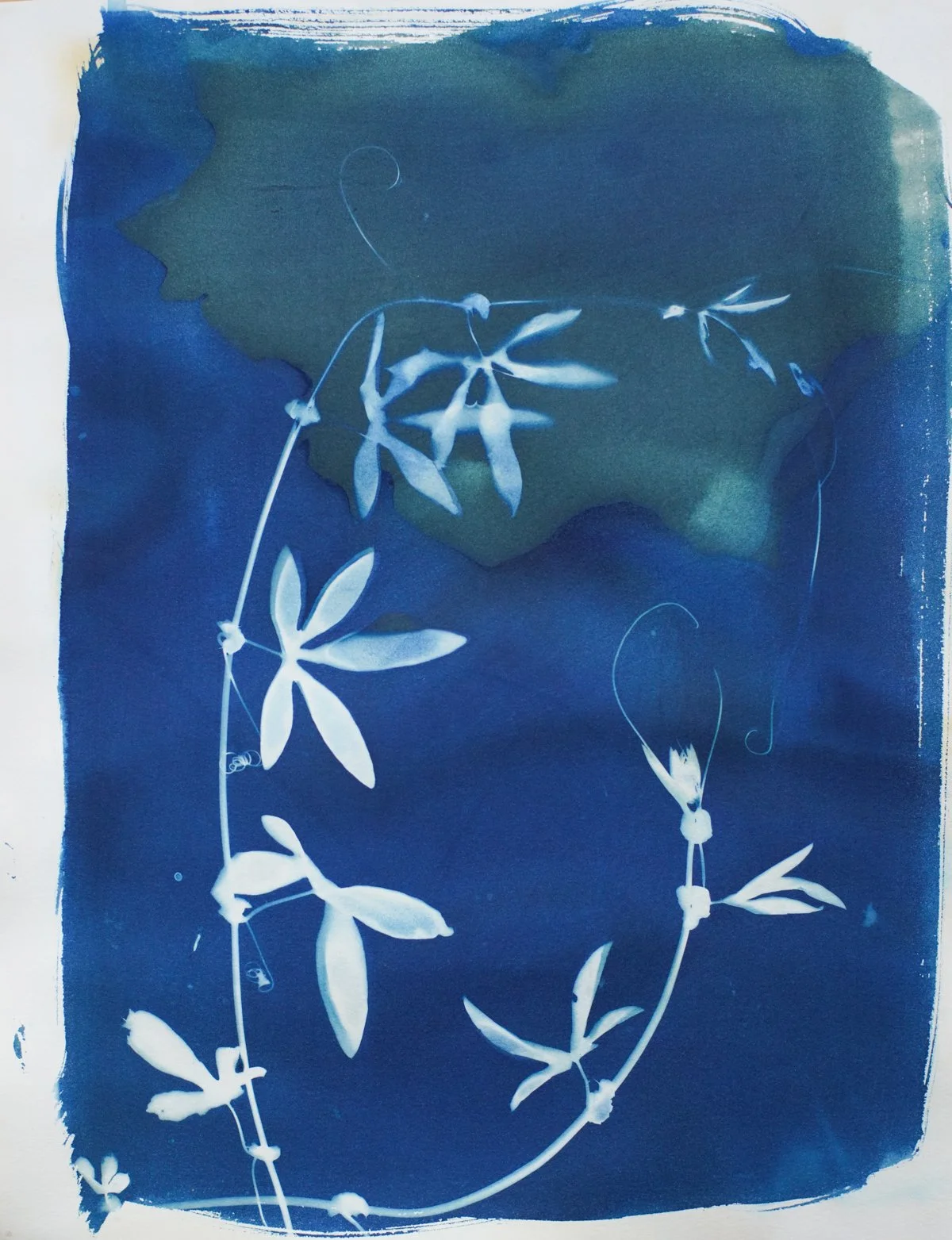 11x14_cyanotype_passion flower-09361.jpg