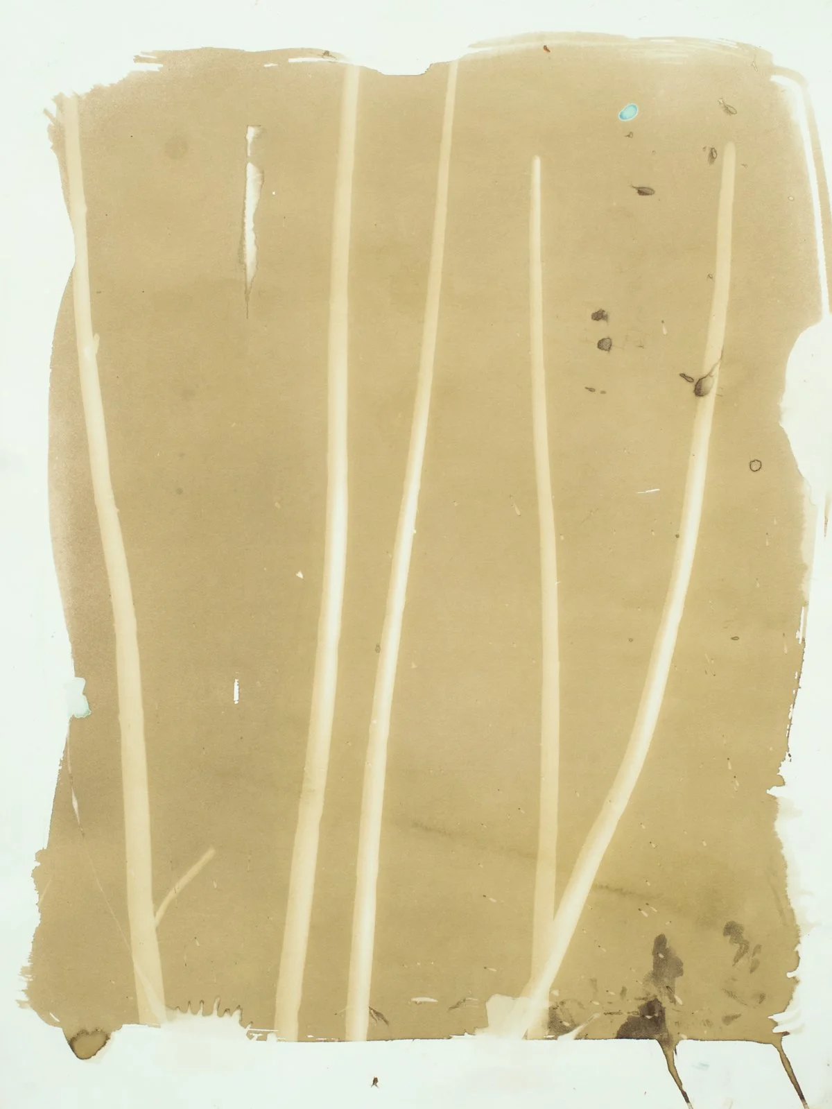 12x16_sepia_grasses-09406.jpg