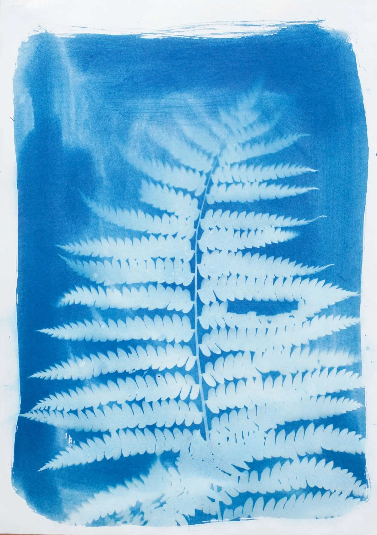 18x24_cyanotype_fern-09455.jpg
