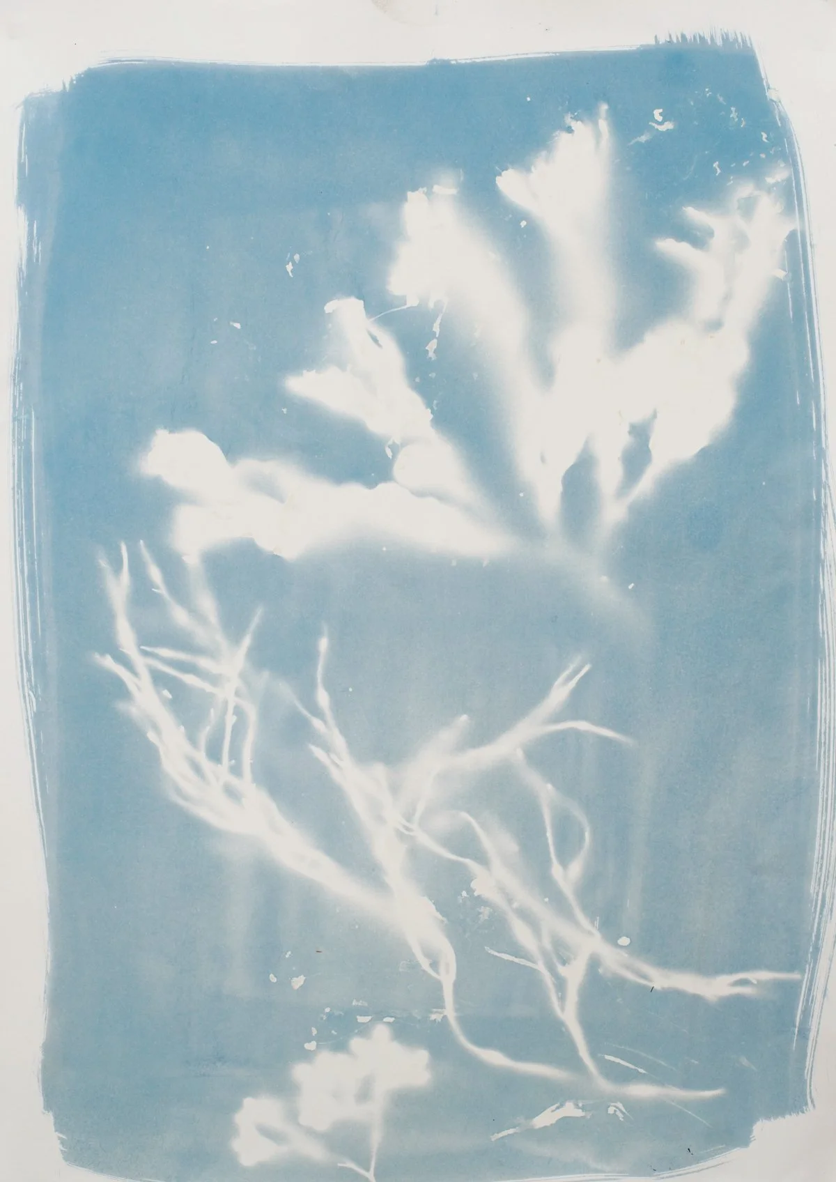 18x24_cyanotype_seaweed-09451.jpg