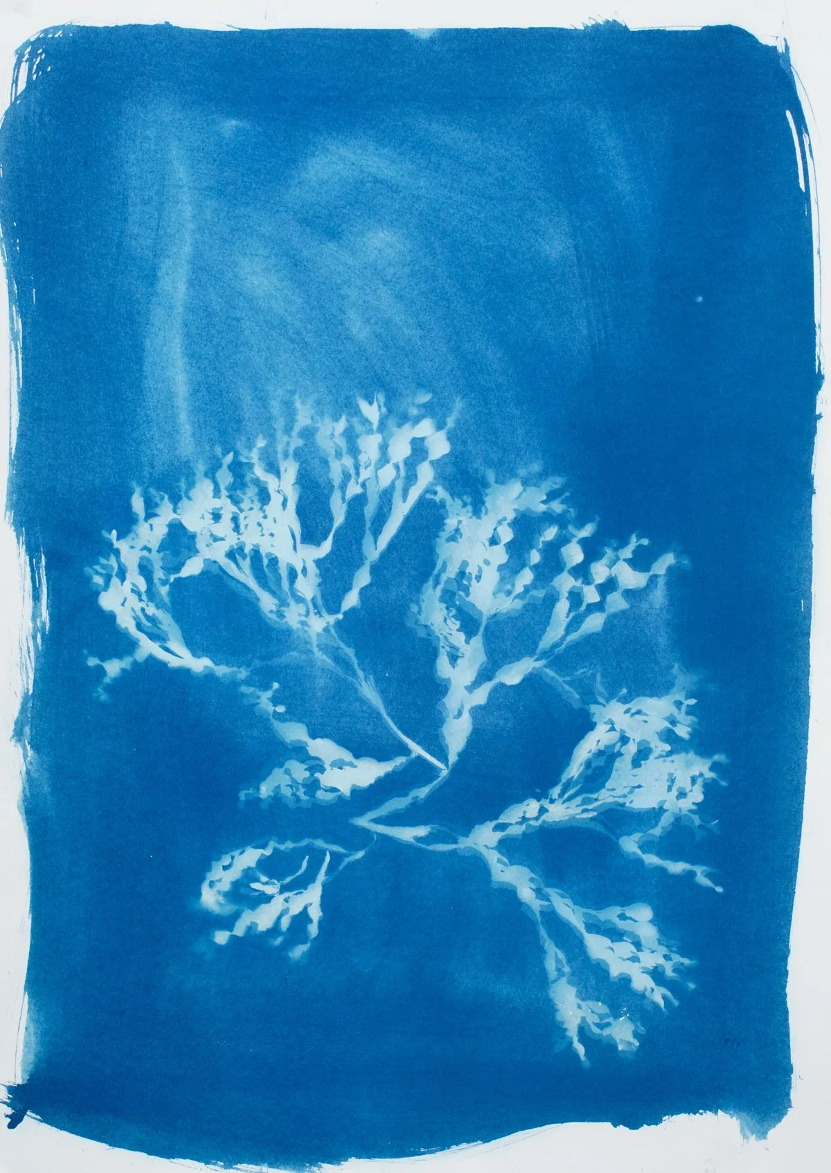 18x24_cyanotype_seaweed-09454.jpg