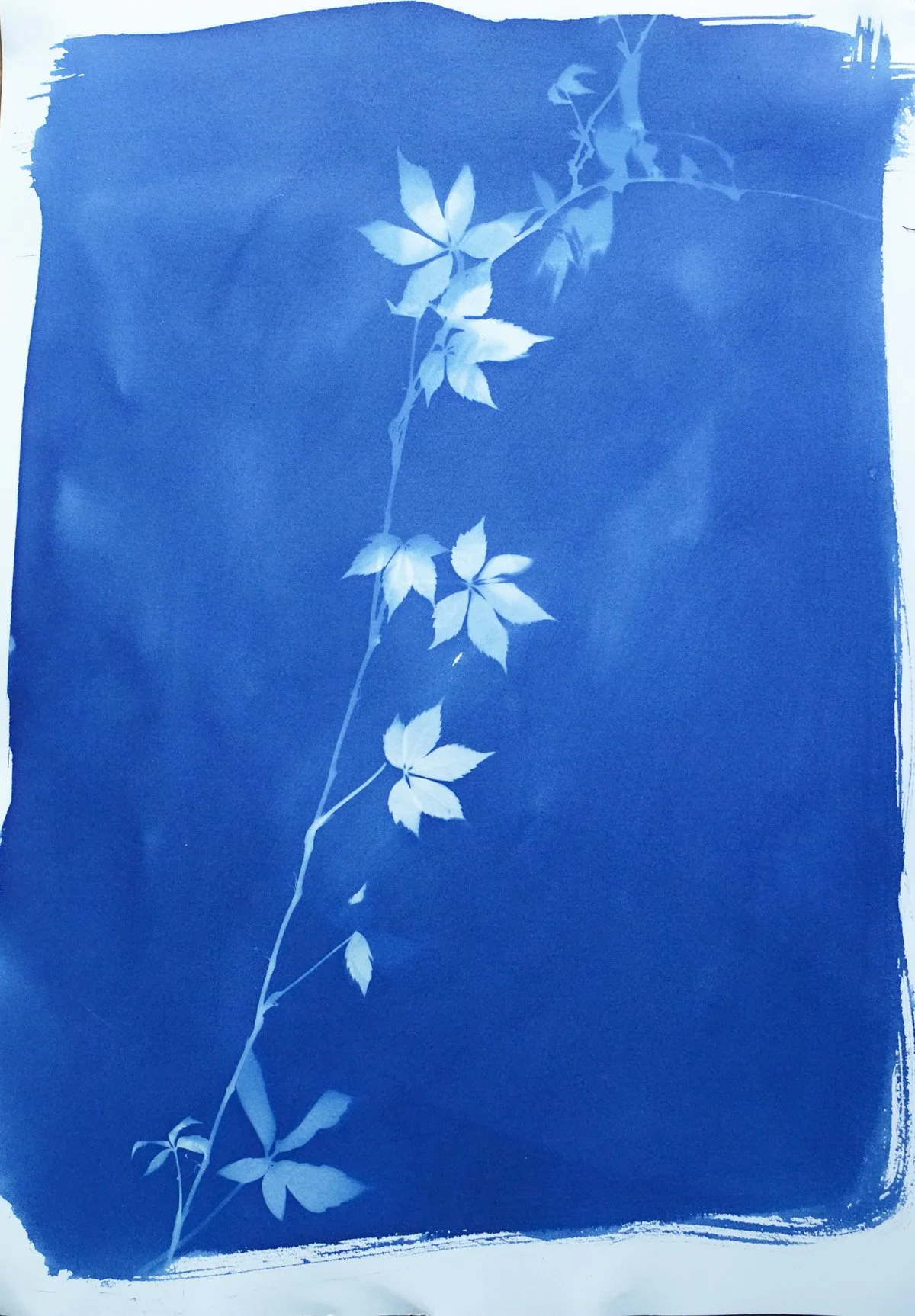 cyan_virgnia creeper_14x20-09858.jpg