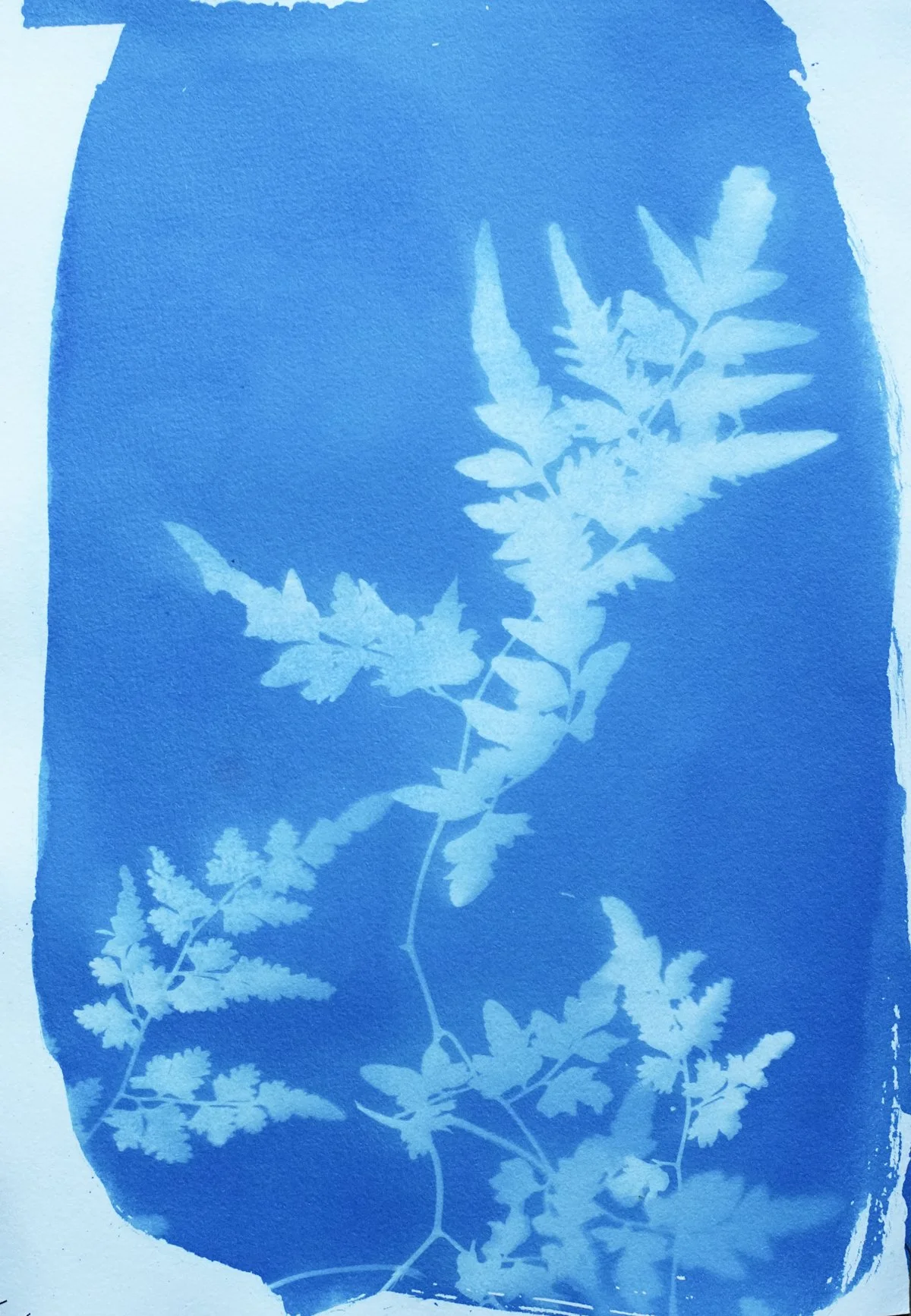 cyan_climbing fern_7x10-09826.jpg