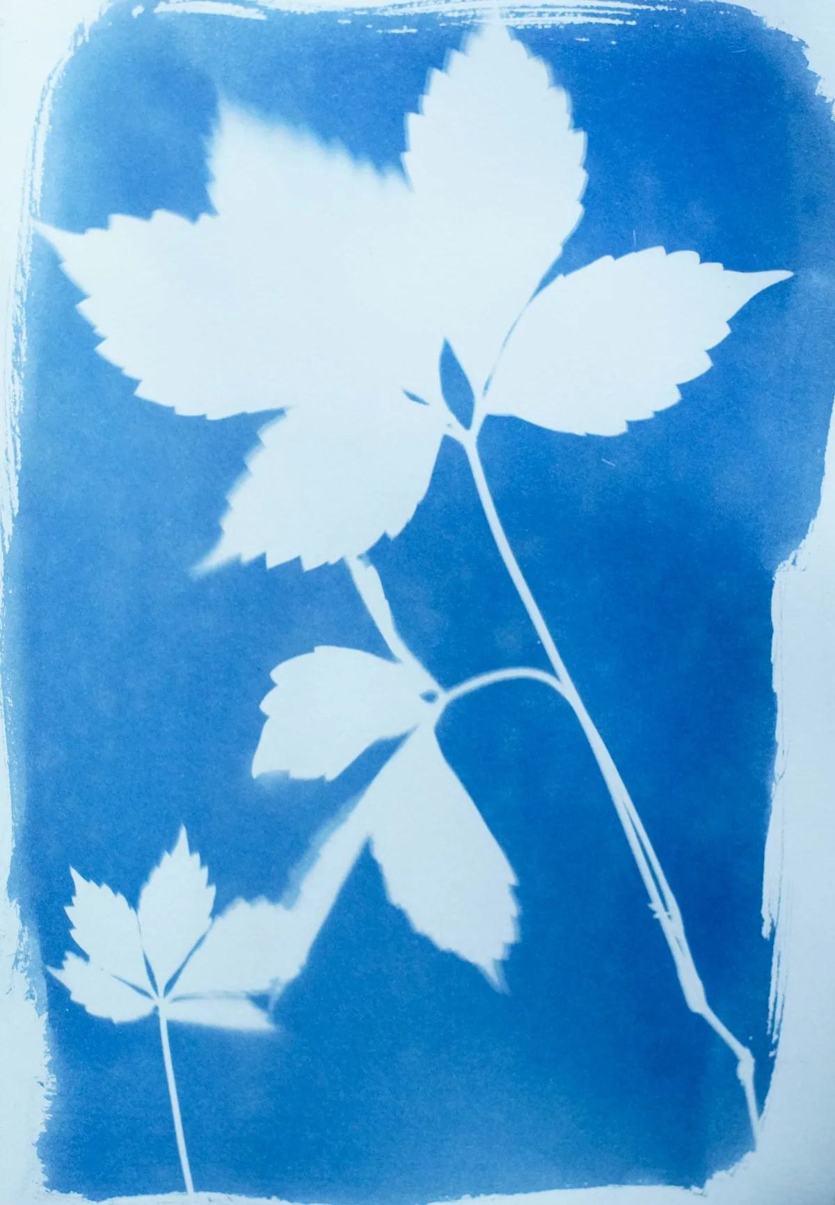 cyan_virginia creeper leaves_7x10-09837.jpg