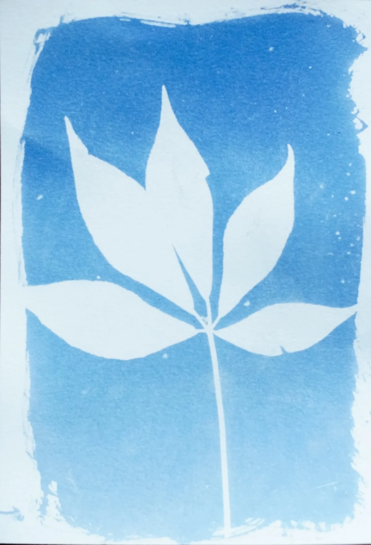 cyan_virginia creeper_5x7-09808.jpg