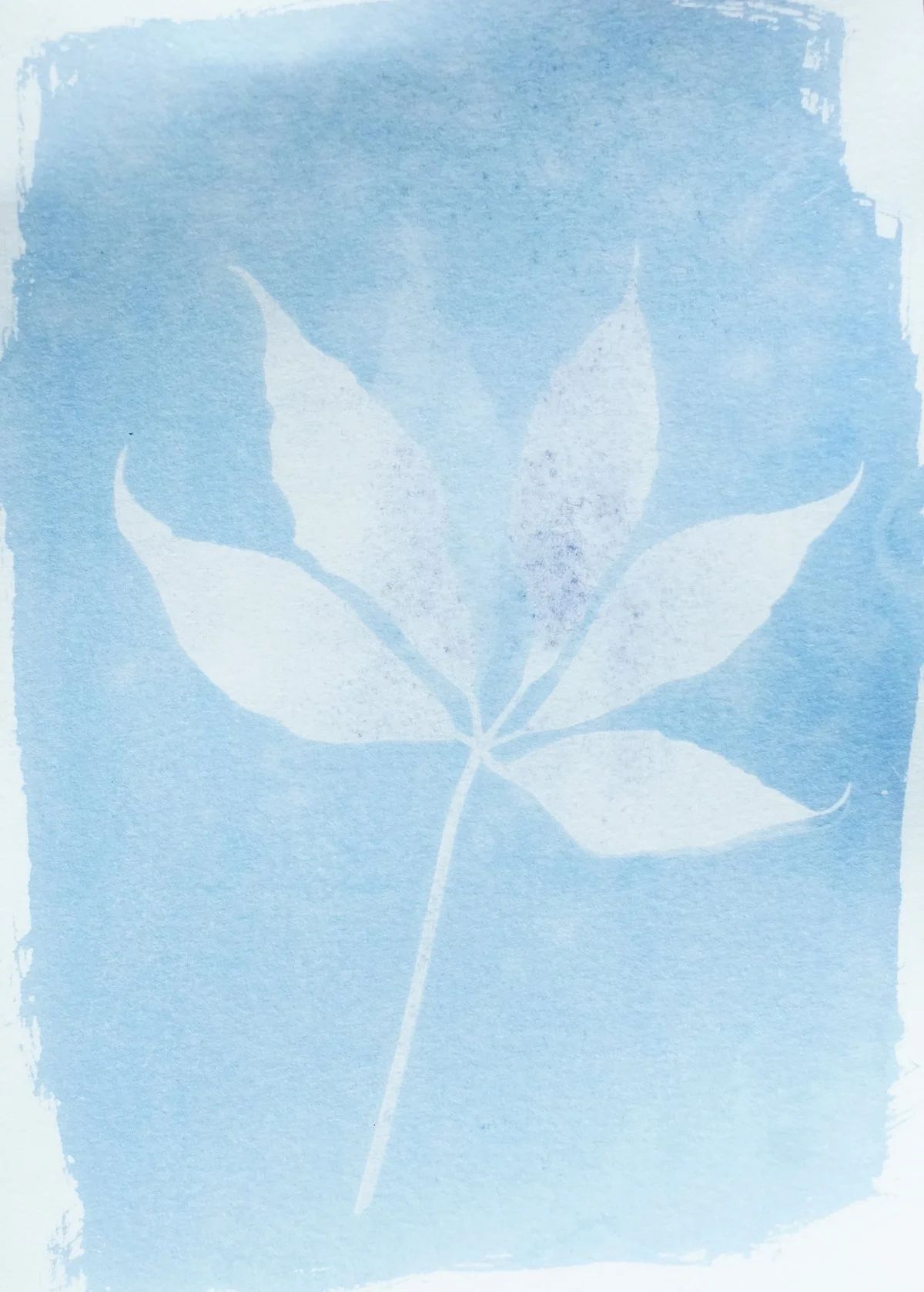 cyan_virginia creeper2_5x7-09809.jpg