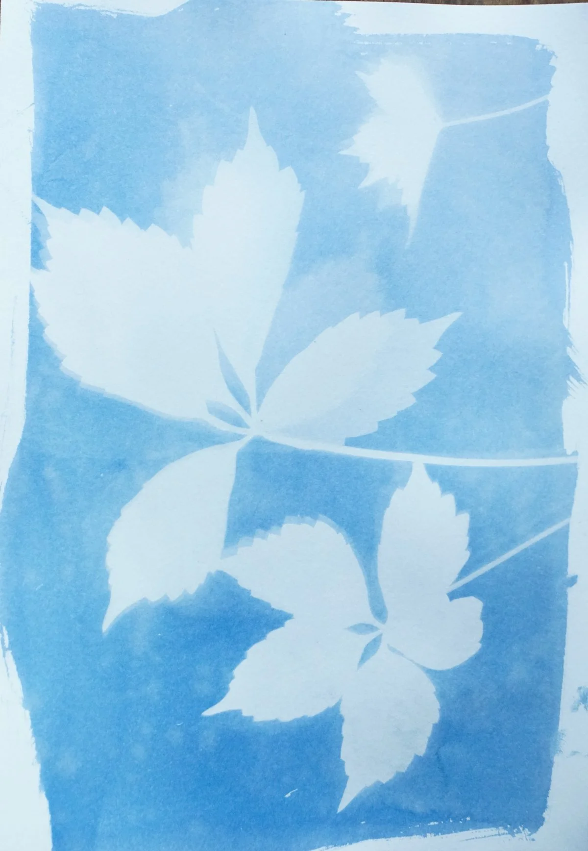 cyan_virginia creeper2_7x10-09838.jpg