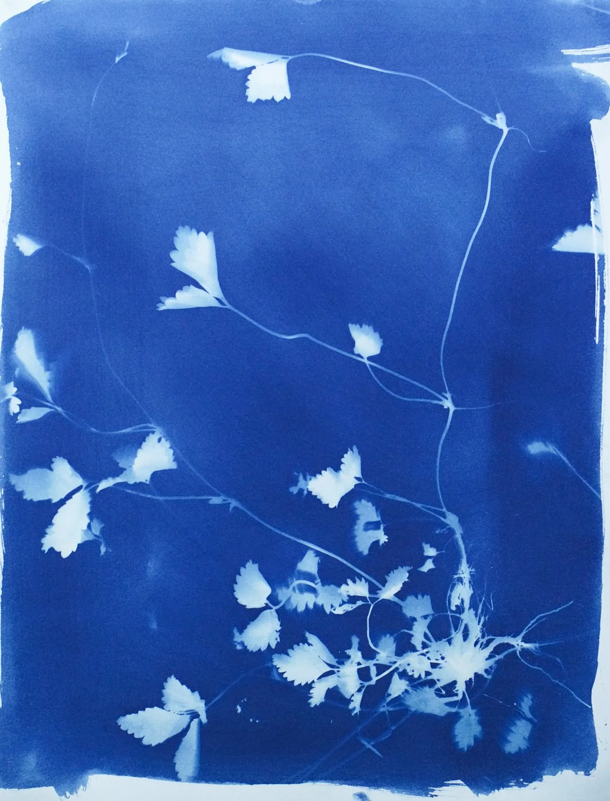 cyan_wild strawberry_11x14-09845.jpg