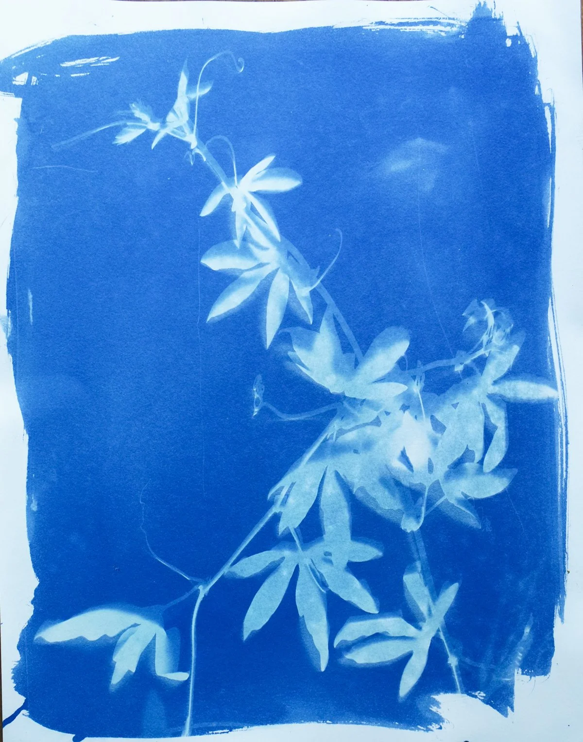 cyan_passionflower vine_11x14-09841.jpg