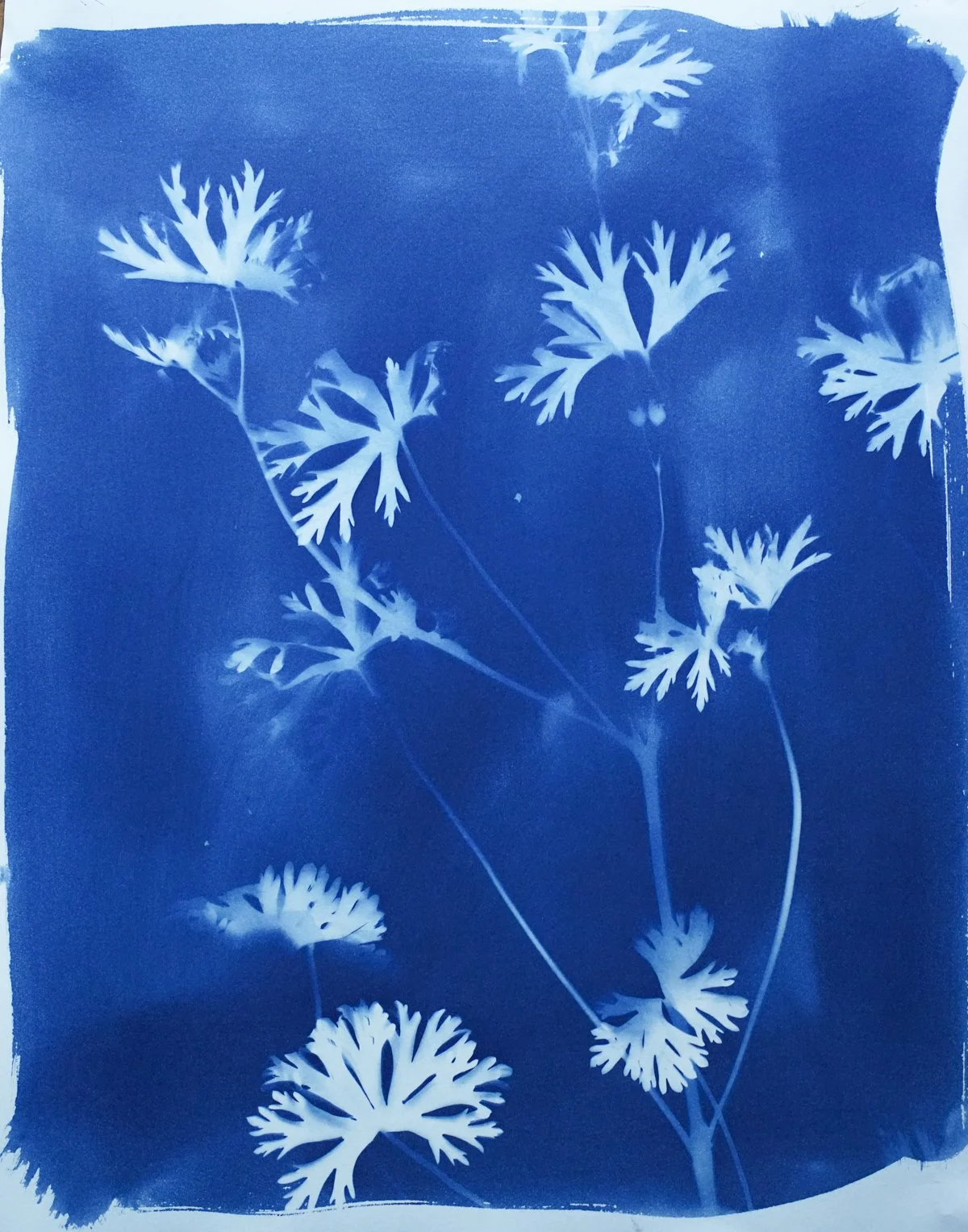 cyan_wild geranium_11x14-09844.jpg