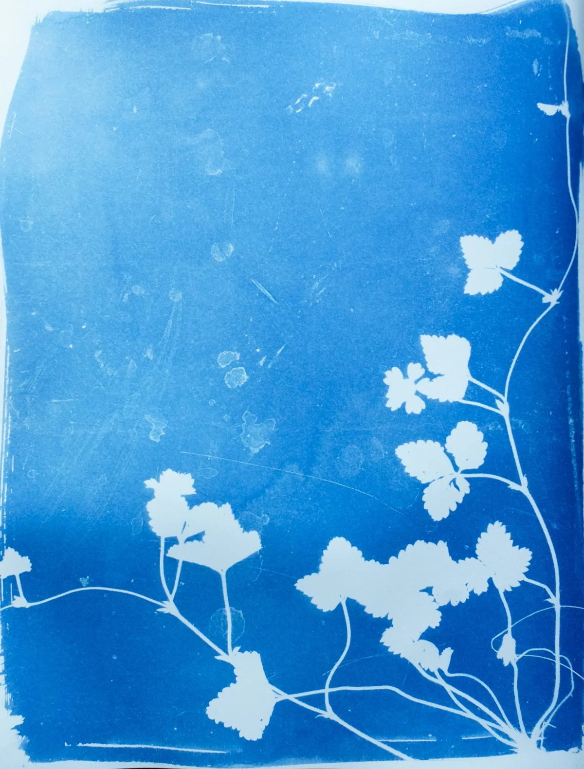 cyan_wild strawberry 2_11x14-09849.jpg