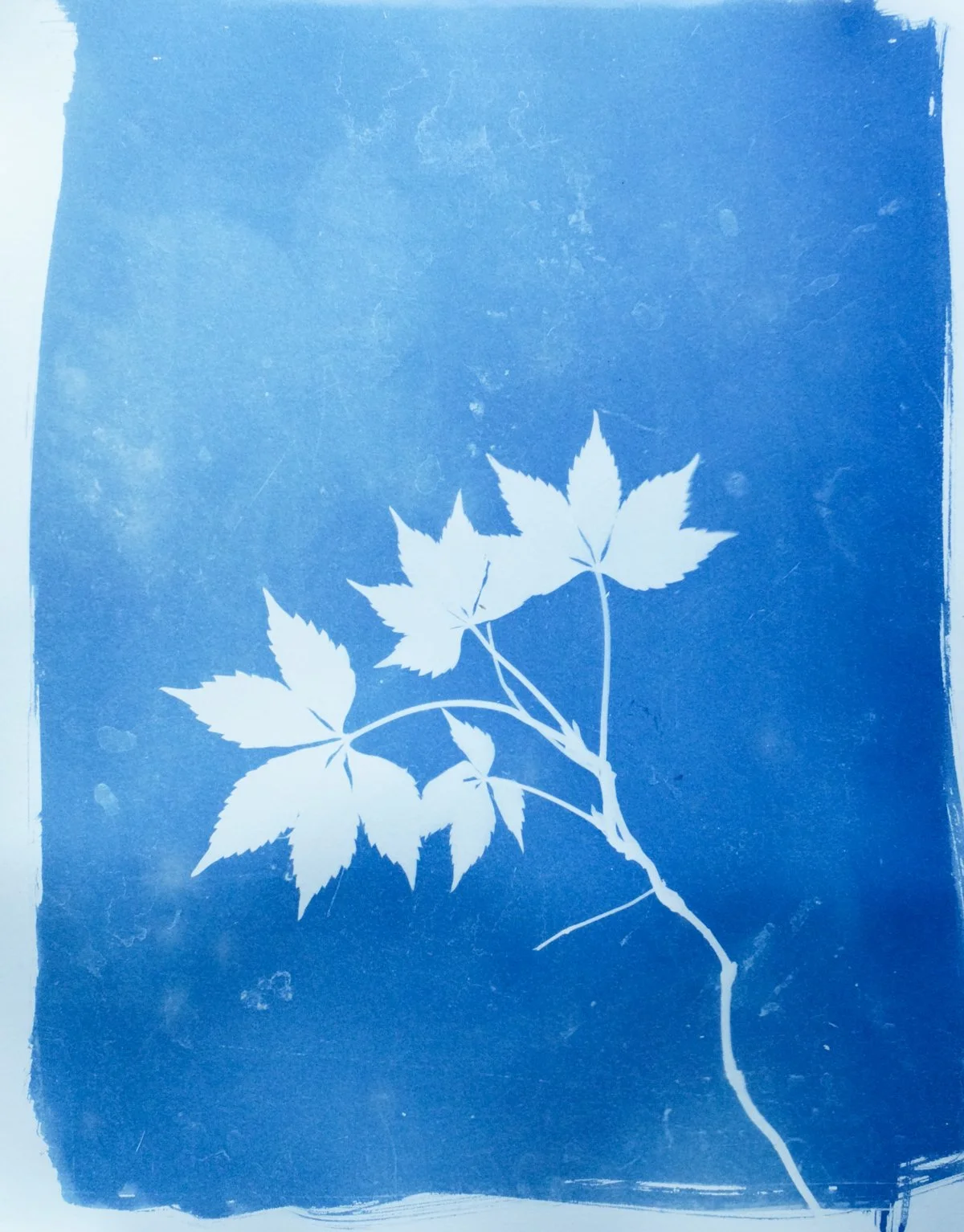 cyan_virginia creeper_11x14-09850.jpg