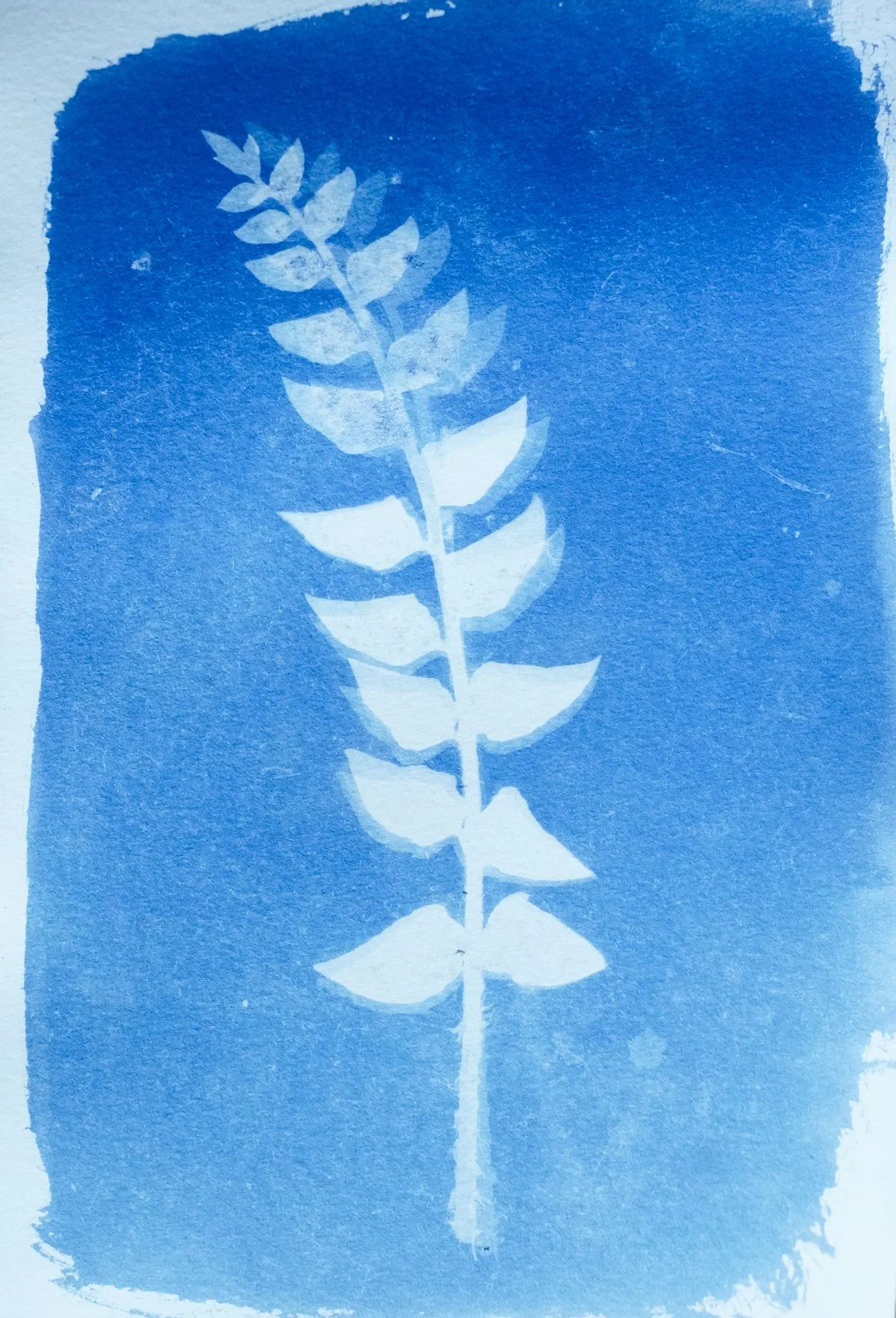 cyan_fern_5x7-09816.jpg