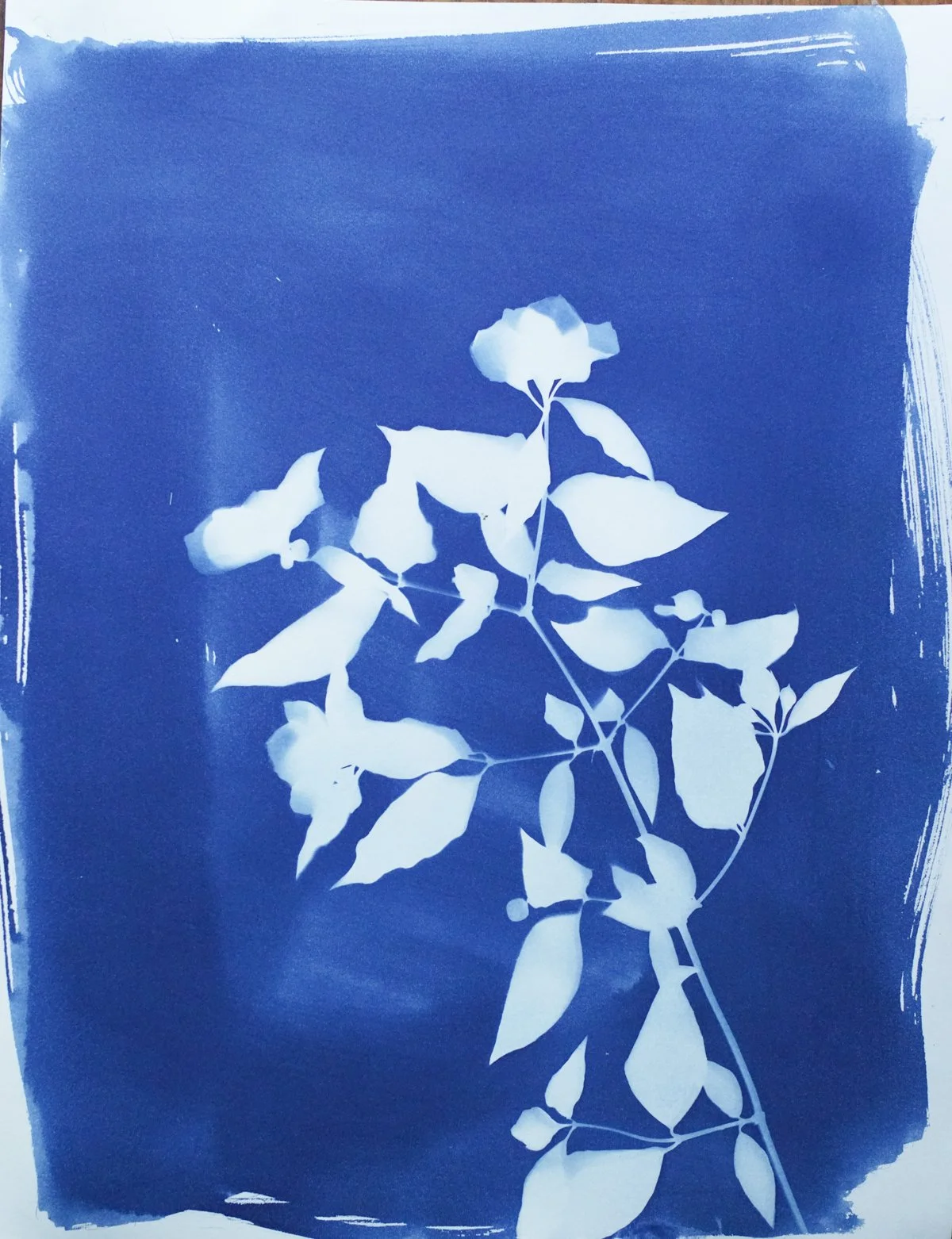 cyan_pearl bush_11x14-09843.jpg