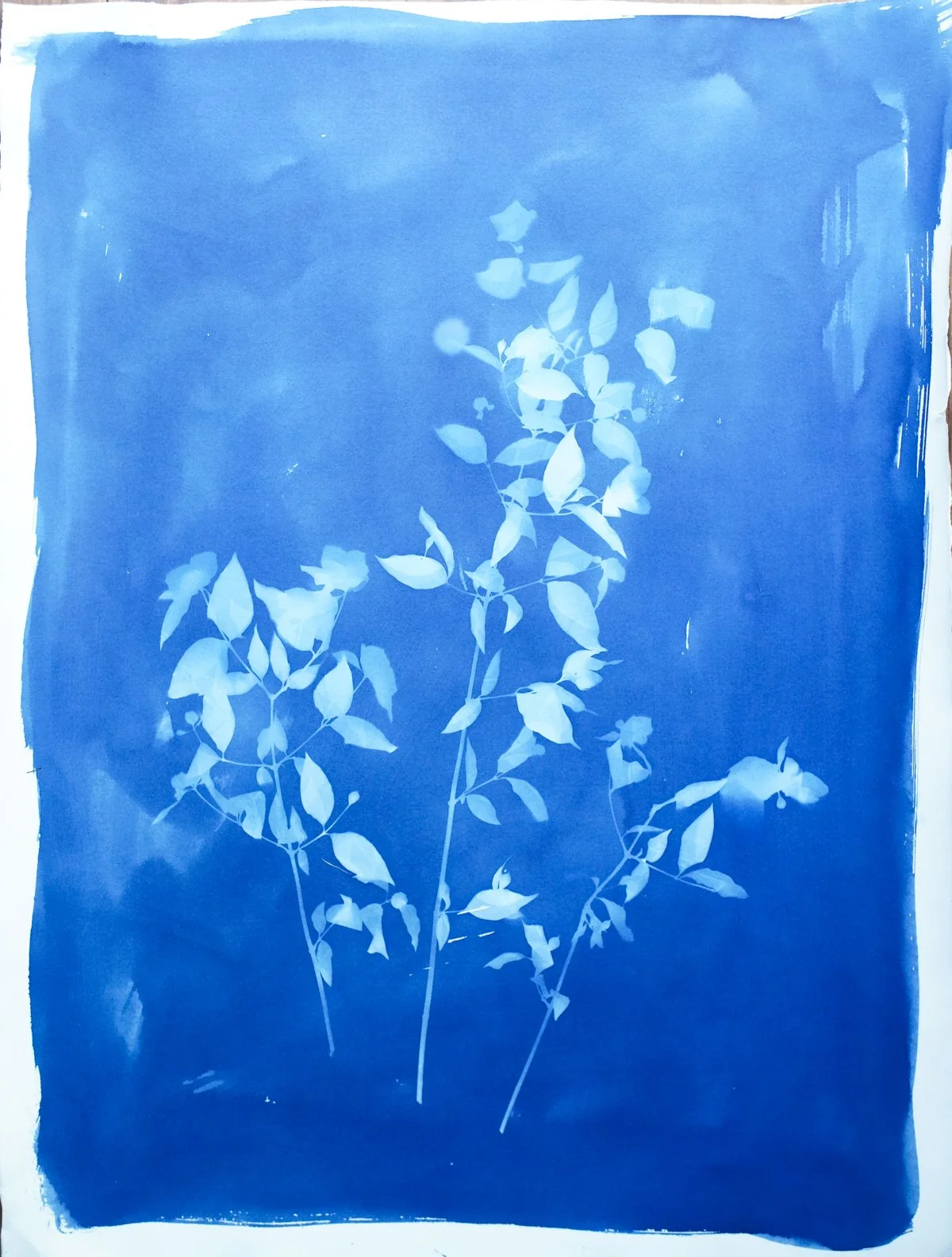 cyan_pearl bush_22x30-09804.jpg