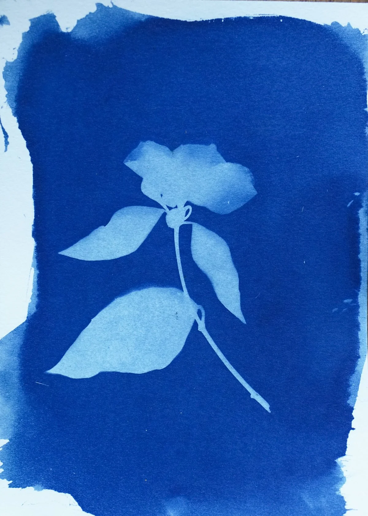 cyan_pearl bush_5x7-09815.jpg