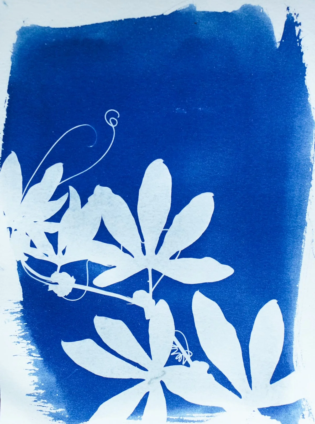 cyan_passionflower2_5x7-09813.jpg