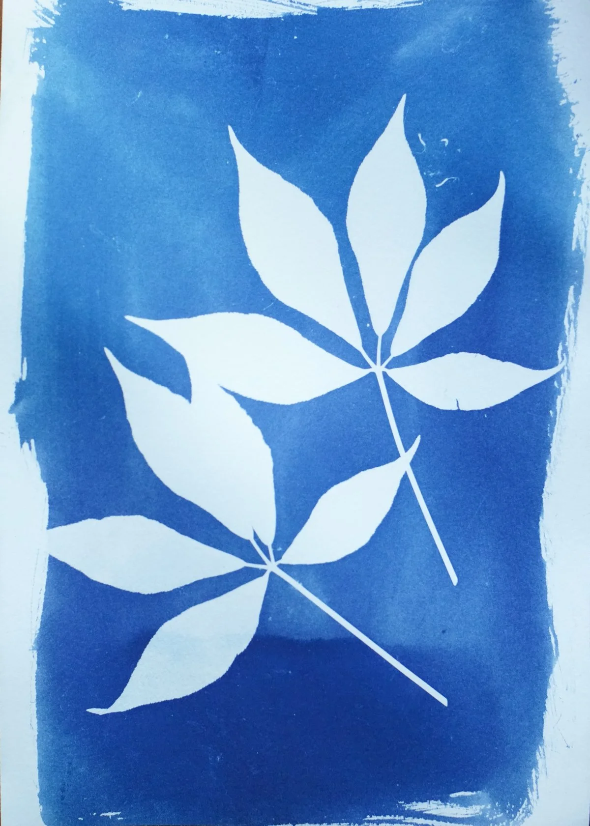 cyan_two buckeyes_7x10-09834.jpg