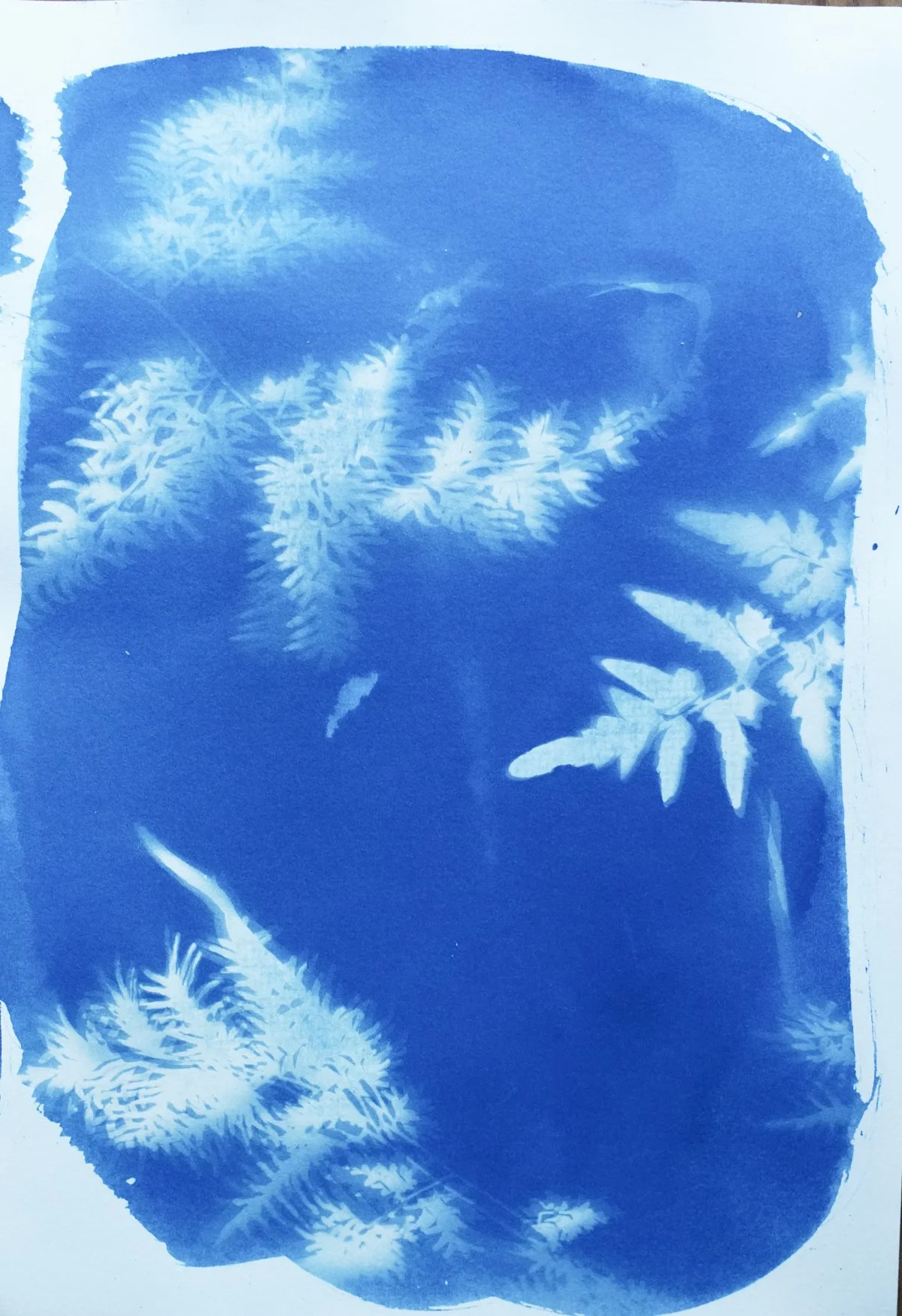 cyan_climbing fern2_7x10-09828.jpg