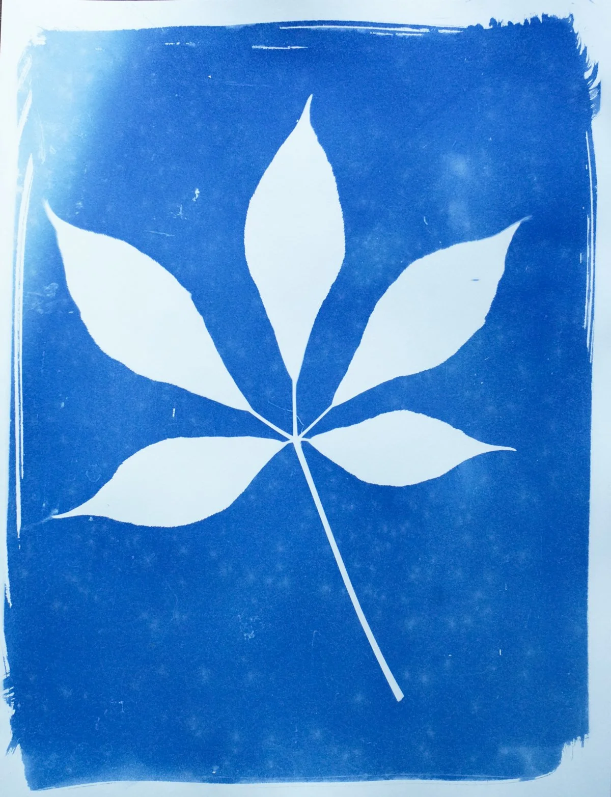 cyan_buckeye_11x14-09848.jpg