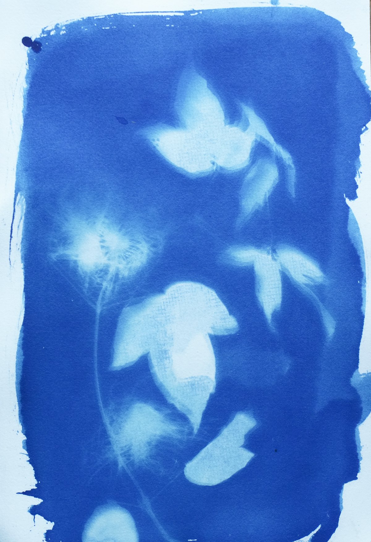 cyan_autumn clematis_7x10-09829.jpg