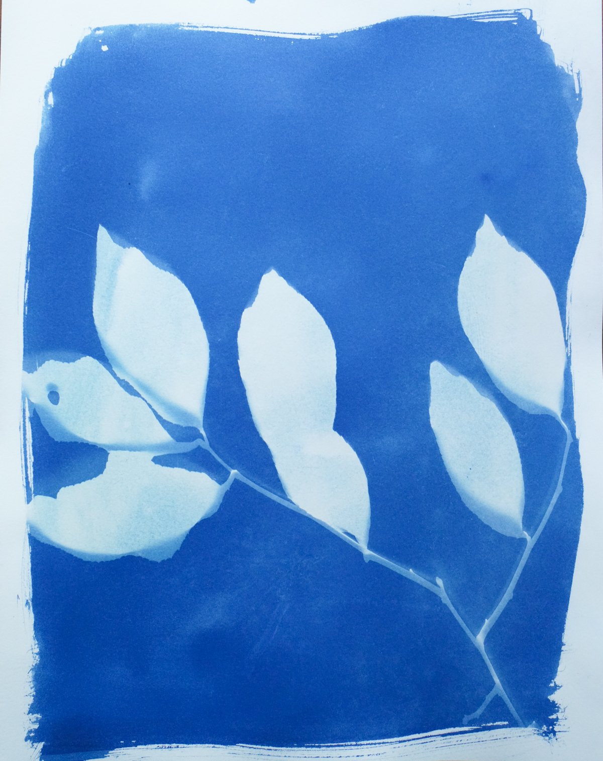 cyan_leaved_11x14-09842.jpg