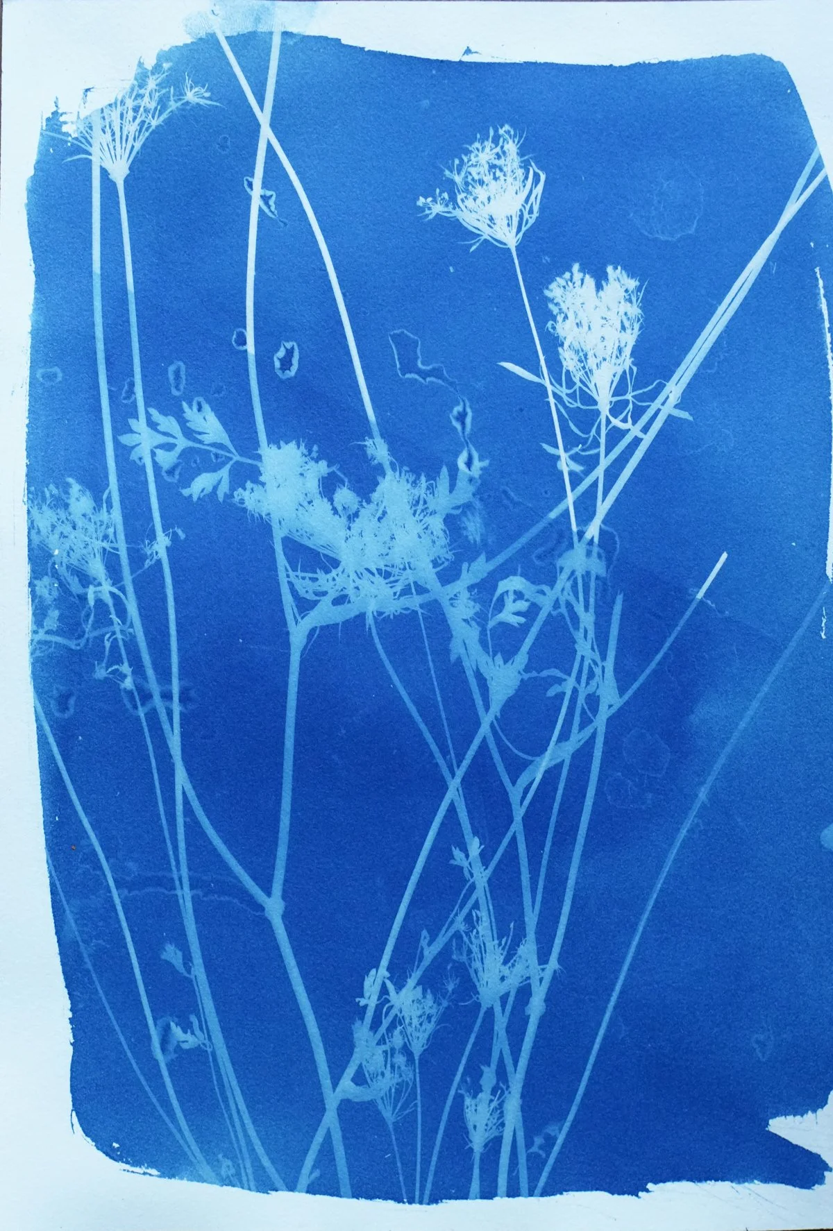 cyan_queen annes_7x10-09823.jpg