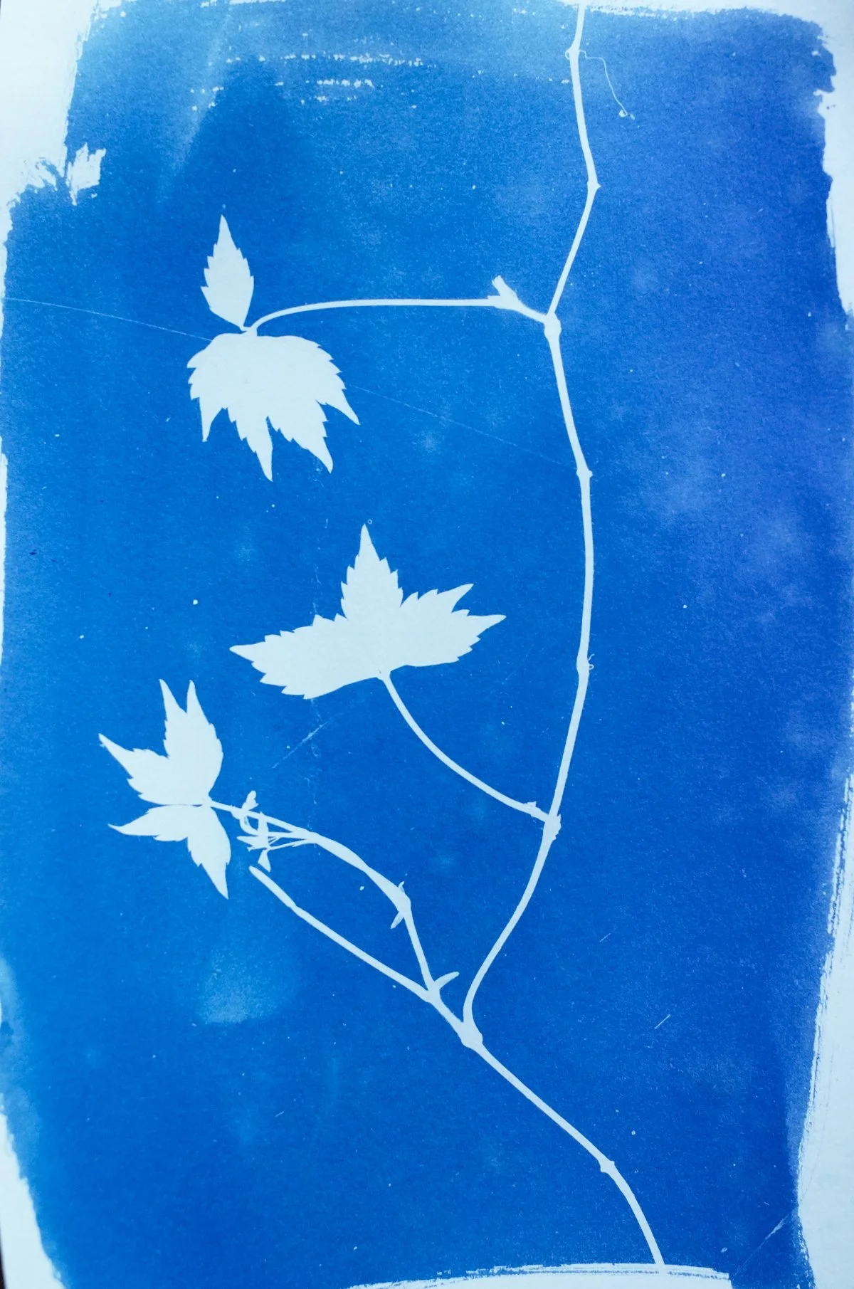 cyan_virginia creeper_7x10-09836.jpg