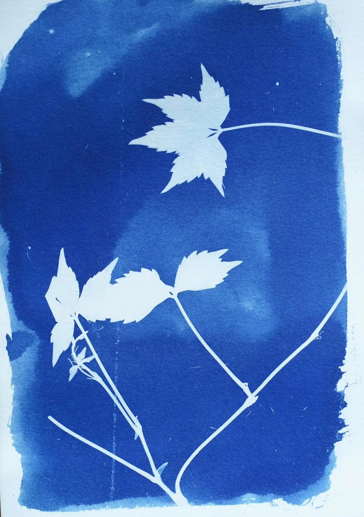 cyan_virginia creeper3_5x7-09810.jpg