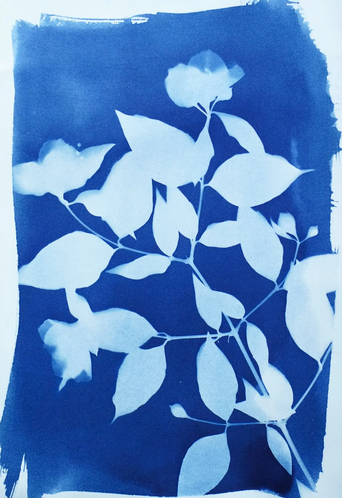 cyan_pearl bush_7x10-09822.jpg