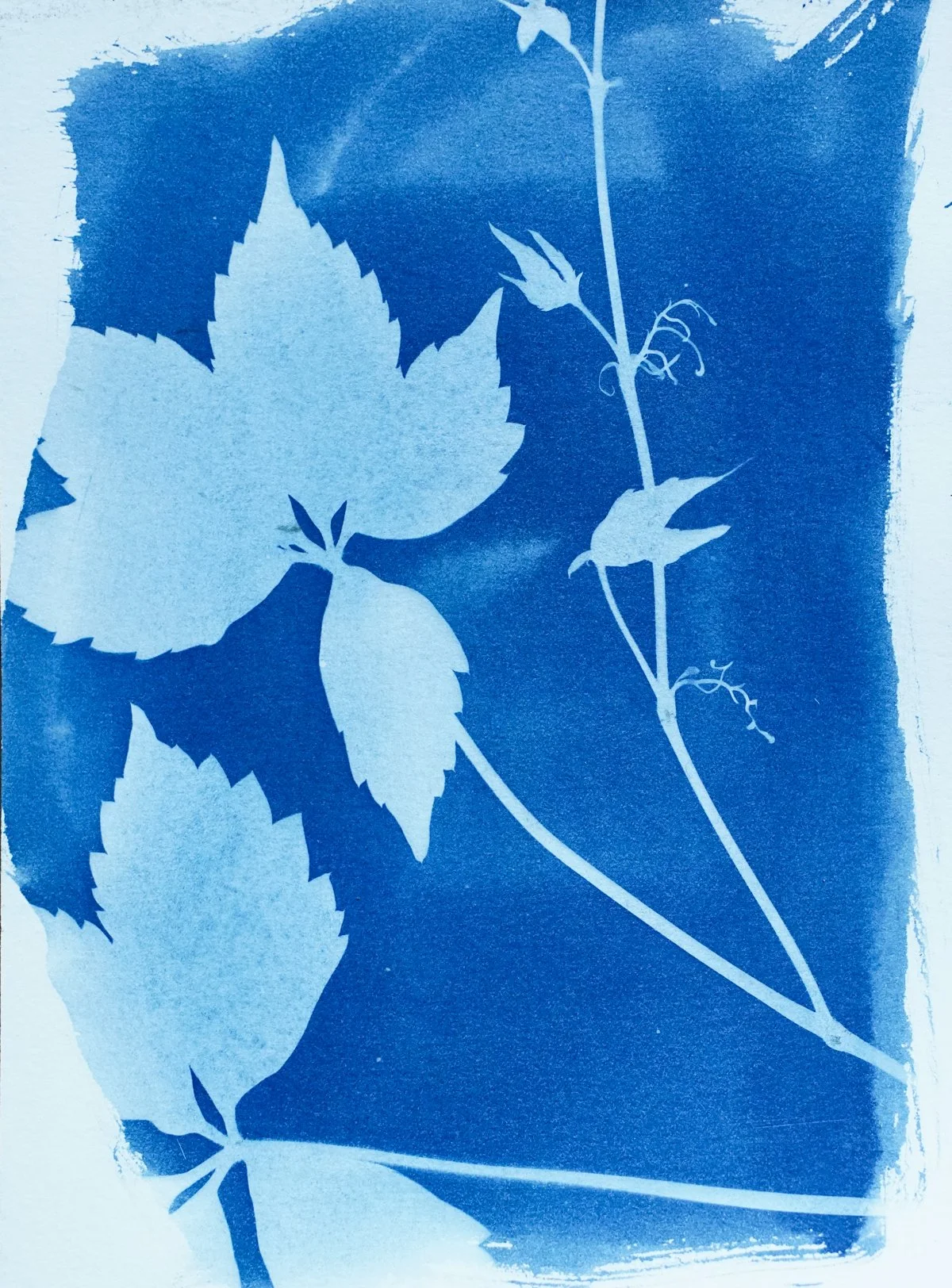 cyan_virginia creeper4_5x7-09811.jpg
