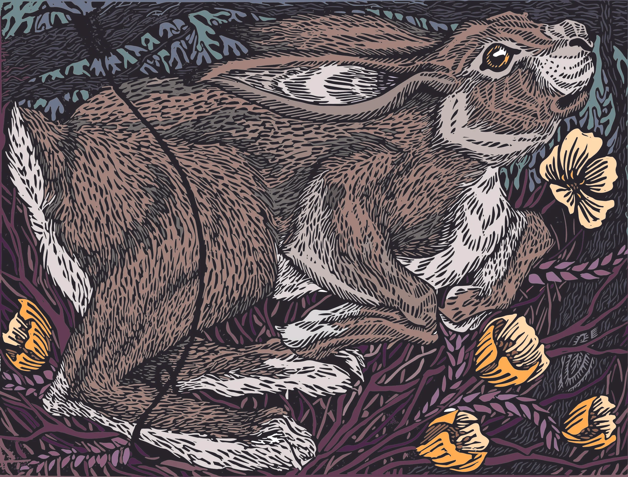 hare_v2.jpg