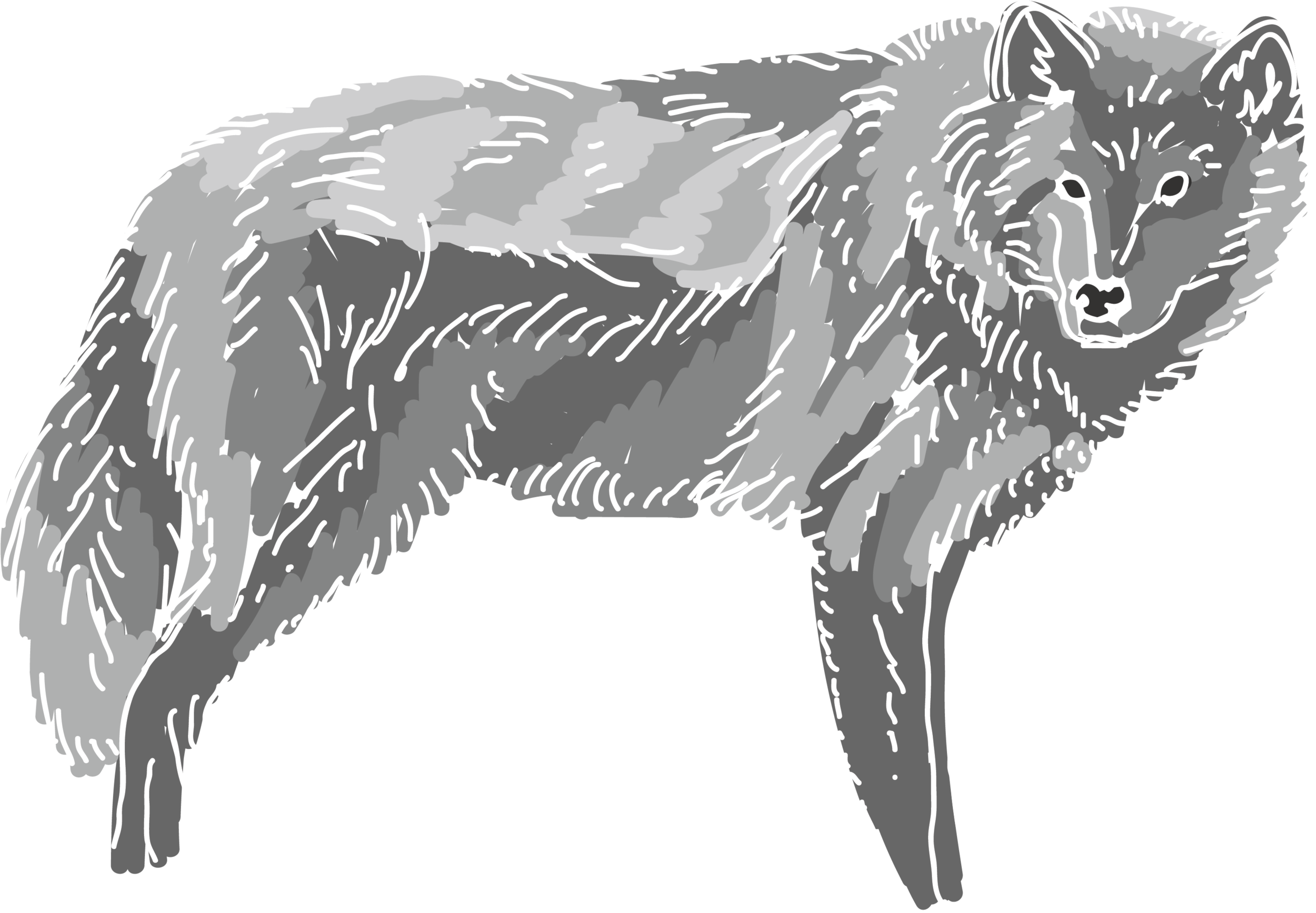 graywolf.png