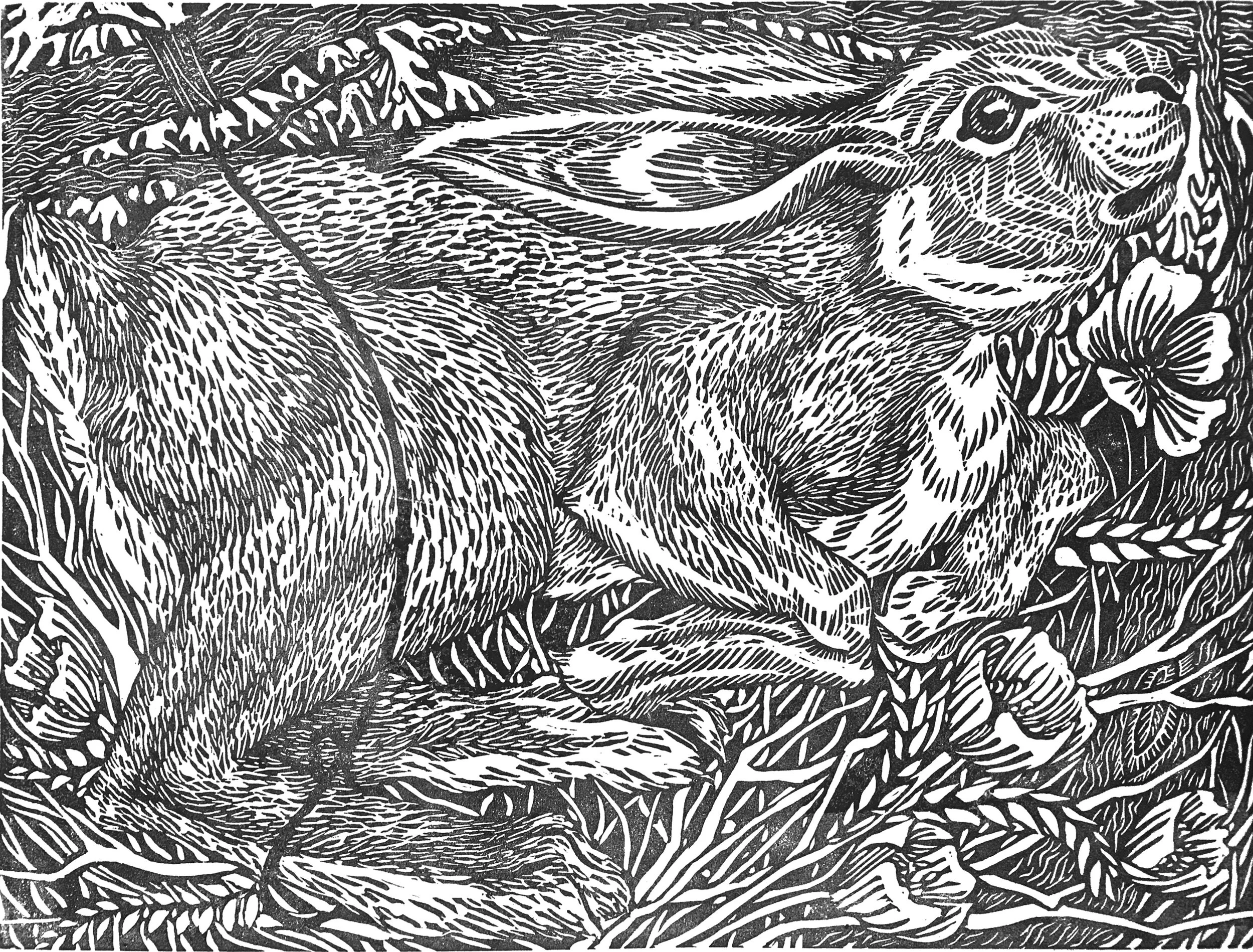 hare.jpg