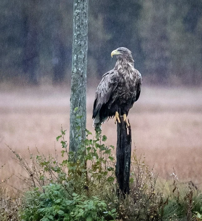 nilsohman_20180926_6276.jpg