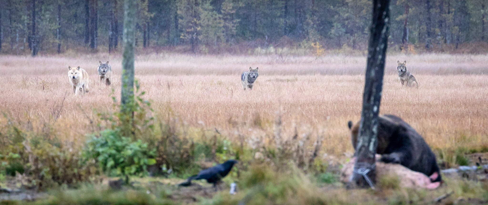 nilsohman_20180926_6144.jpg