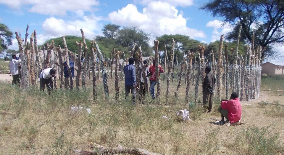 Ruaha Carnivore Project is helping pastoralists build improved bomas to prevent livestock predation.