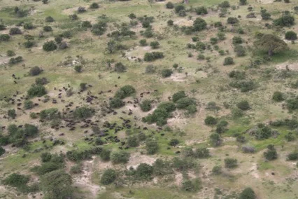 Picture 1: A buffalo herd photographed from the air.