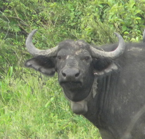 Picture 2: Collared buffalo near Mdonya on February 25th.