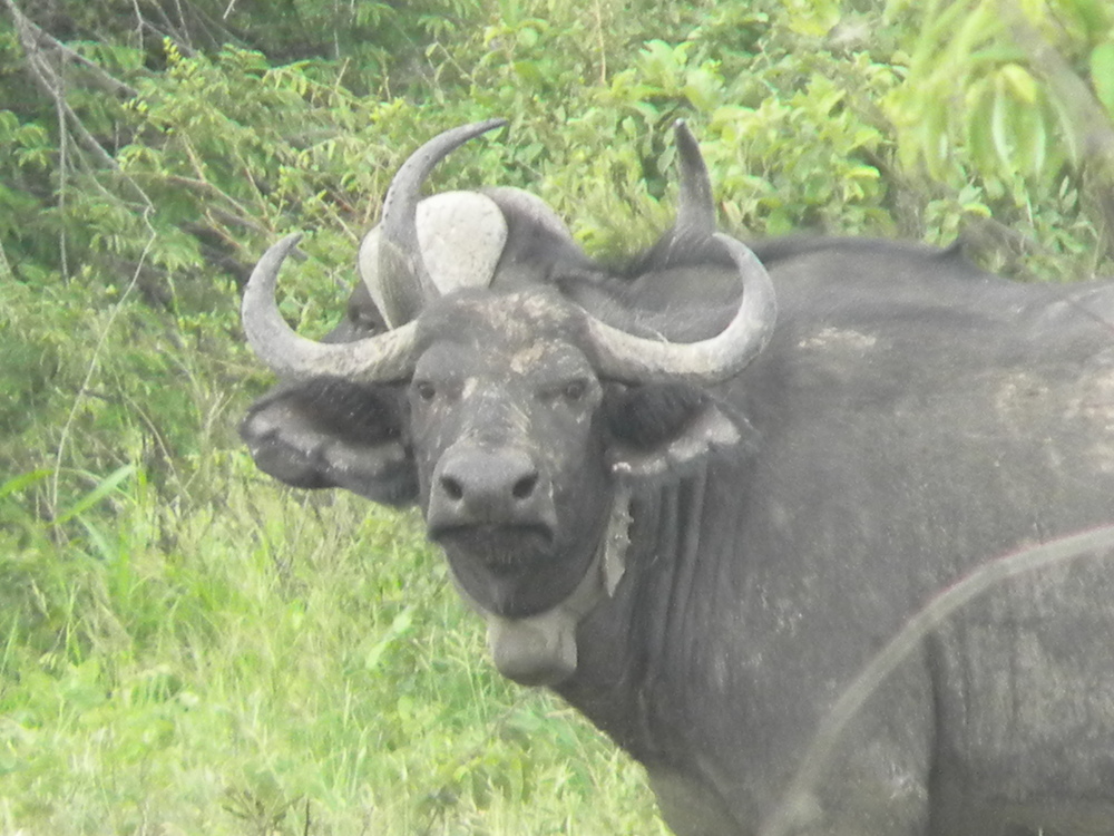 Klimaanlæg Link Gedehams Why is the African Buffalo Population Declining in Tanzania's Ruaha  National Park? — HALI Project