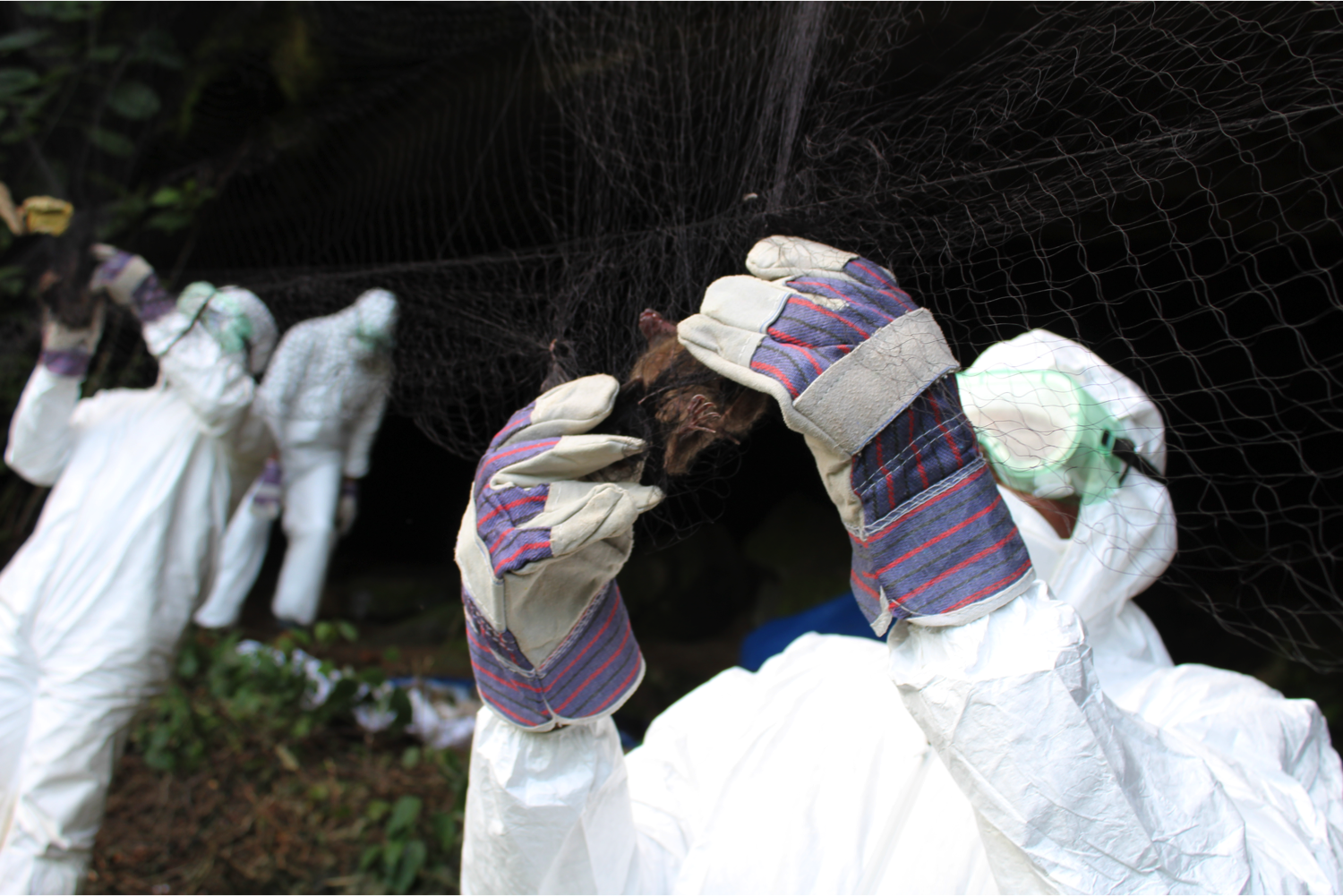 The team untangling trapped bats before collecting samples