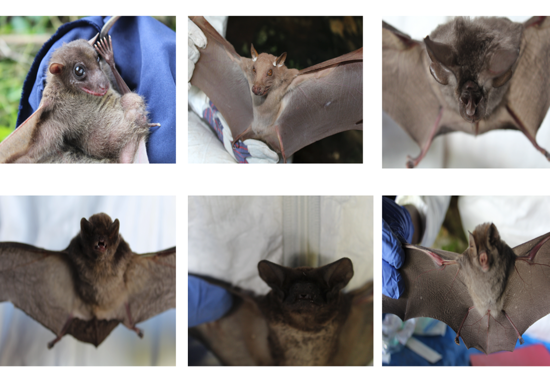 Some of the different bat species we came across